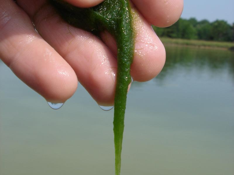 Silk Algae Outdoor Alabama